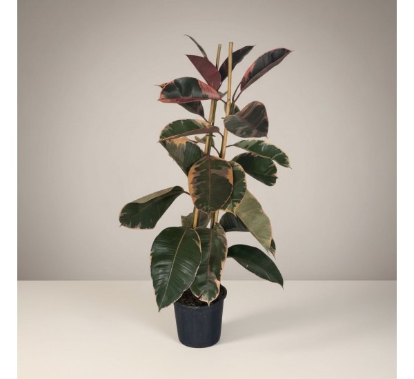 Ficus Belize Kauçuk